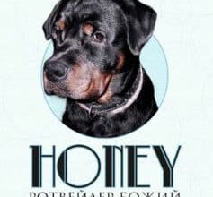 «Honey, ротвейлер Божий» Василь Андрійович Базів